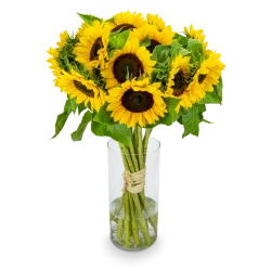 Tournesol